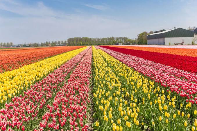 best time to visit Kashmir Tulip Garden